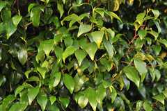 Erythroxylum lanceolatum